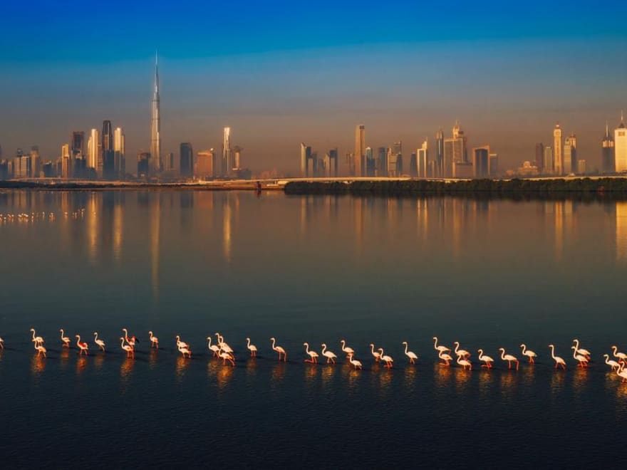 Flamingos wading at Ras Al Khor wetland with the Dubai skyline behind
